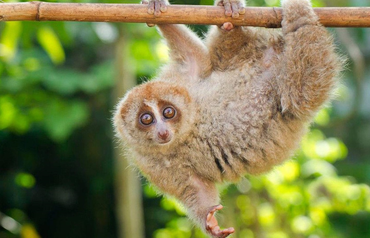 А это лори - наш бро