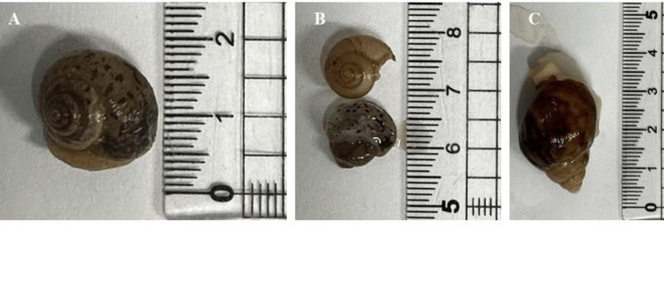    Какая улитка самая полезная для здорового питания