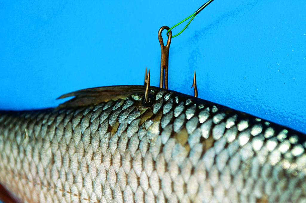 Проще простого: приманка прикрепленная у спинного плавника идеально подходит для поплавочной ловли