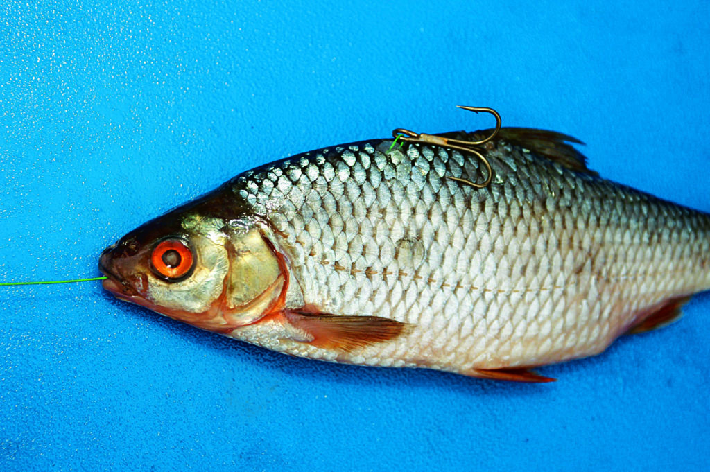 В данном случае стальной поводок был выведен через рот