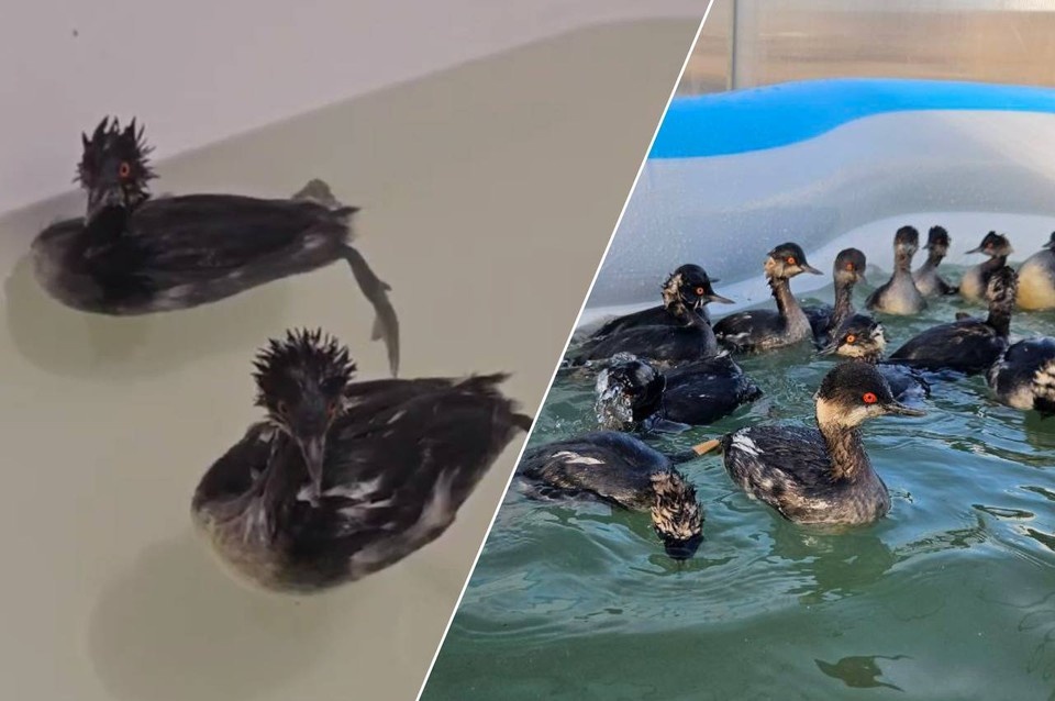    Фото: тг-канал Романа Пукалова/ребцентр «Пеликан»