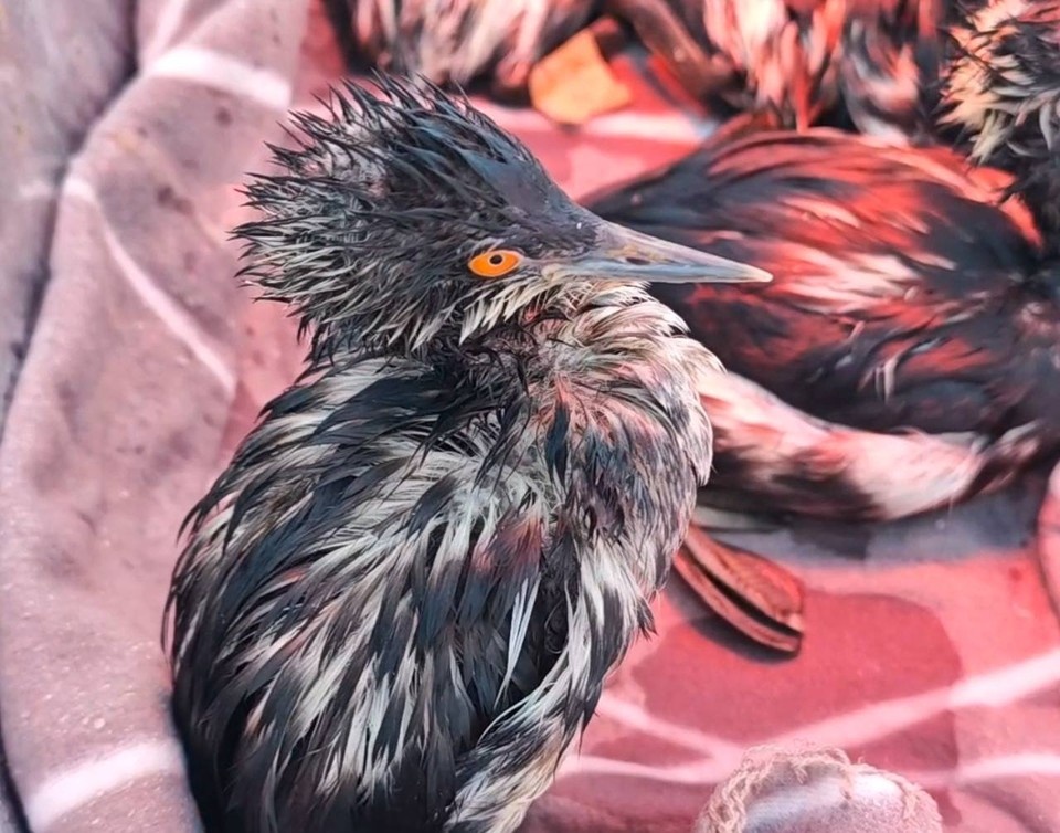    Фото: ребцентр «Пеликан»