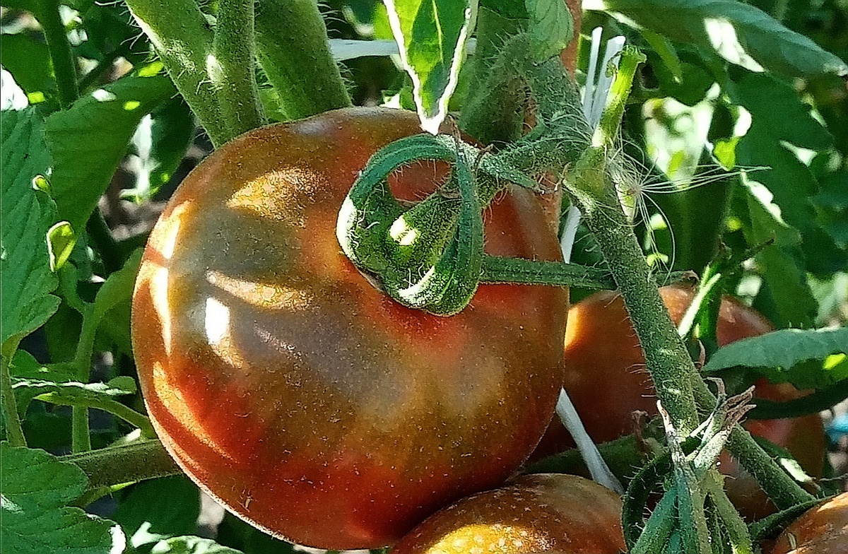 Фото автора. Плод сорта Пиковая дама.