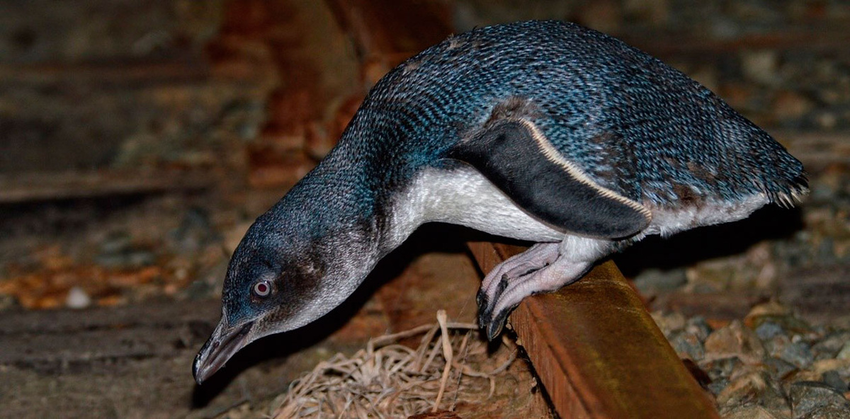 Малый пингвин. Новая Зеландия