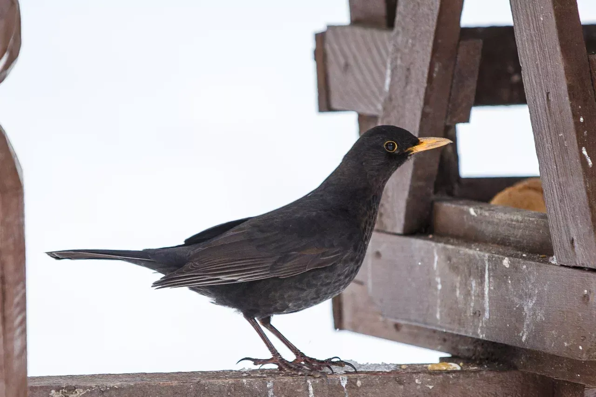 Черный дрозд