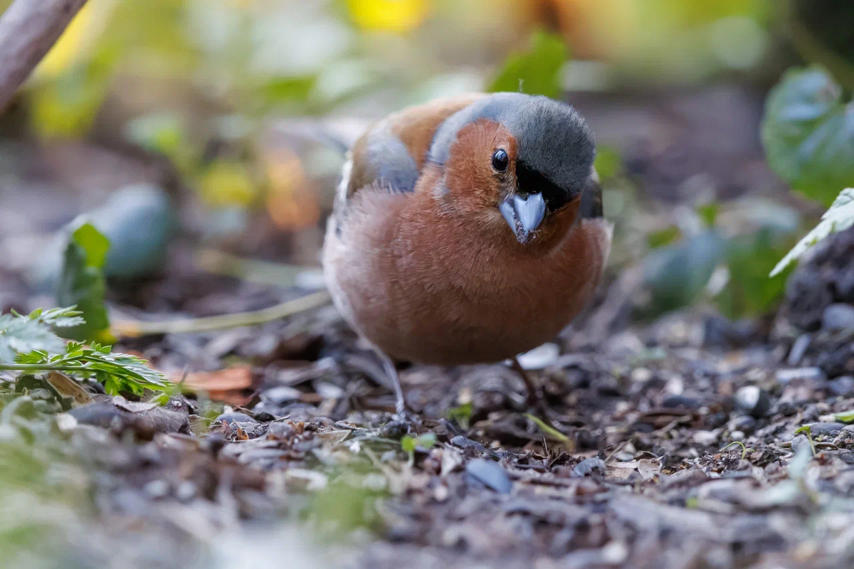 Зяблик самец