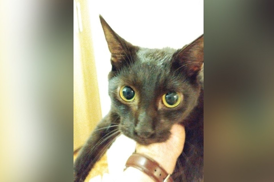    Самарец не оставил кошек в беде и приютил у себя на балконе / Фото: Я потерялся | Меня нашли | Самара и область / vk.com