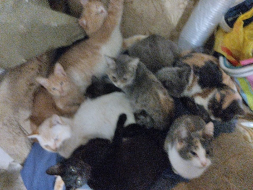    Изначально кошек хотели отправить в приют, но там за них запросили слишком много денег / Фото: Я потерялся | Меня нашли | Самара и область / vk.com