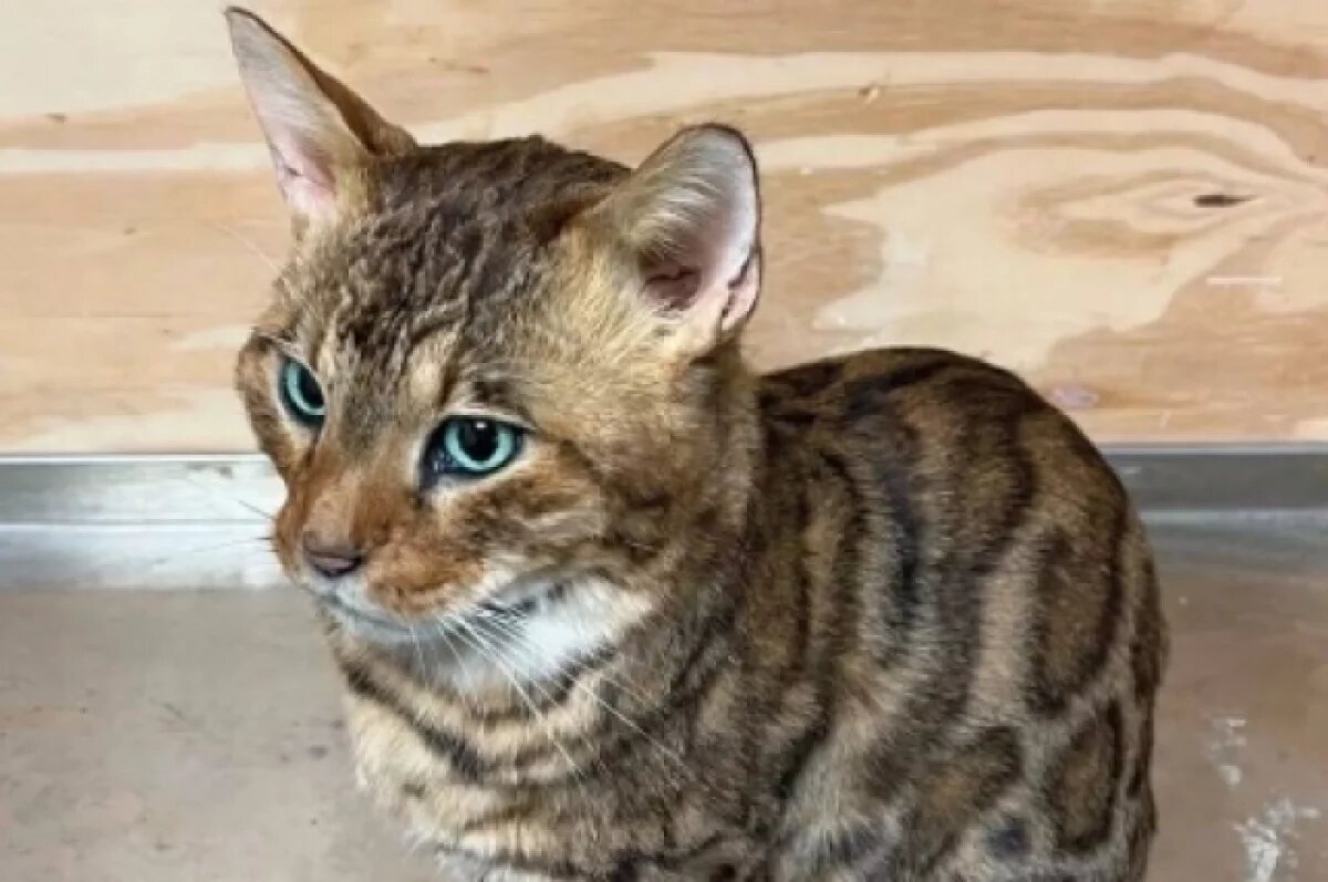    Таксидермист рассказал, чучела каких животных просят сделать новосибирцы