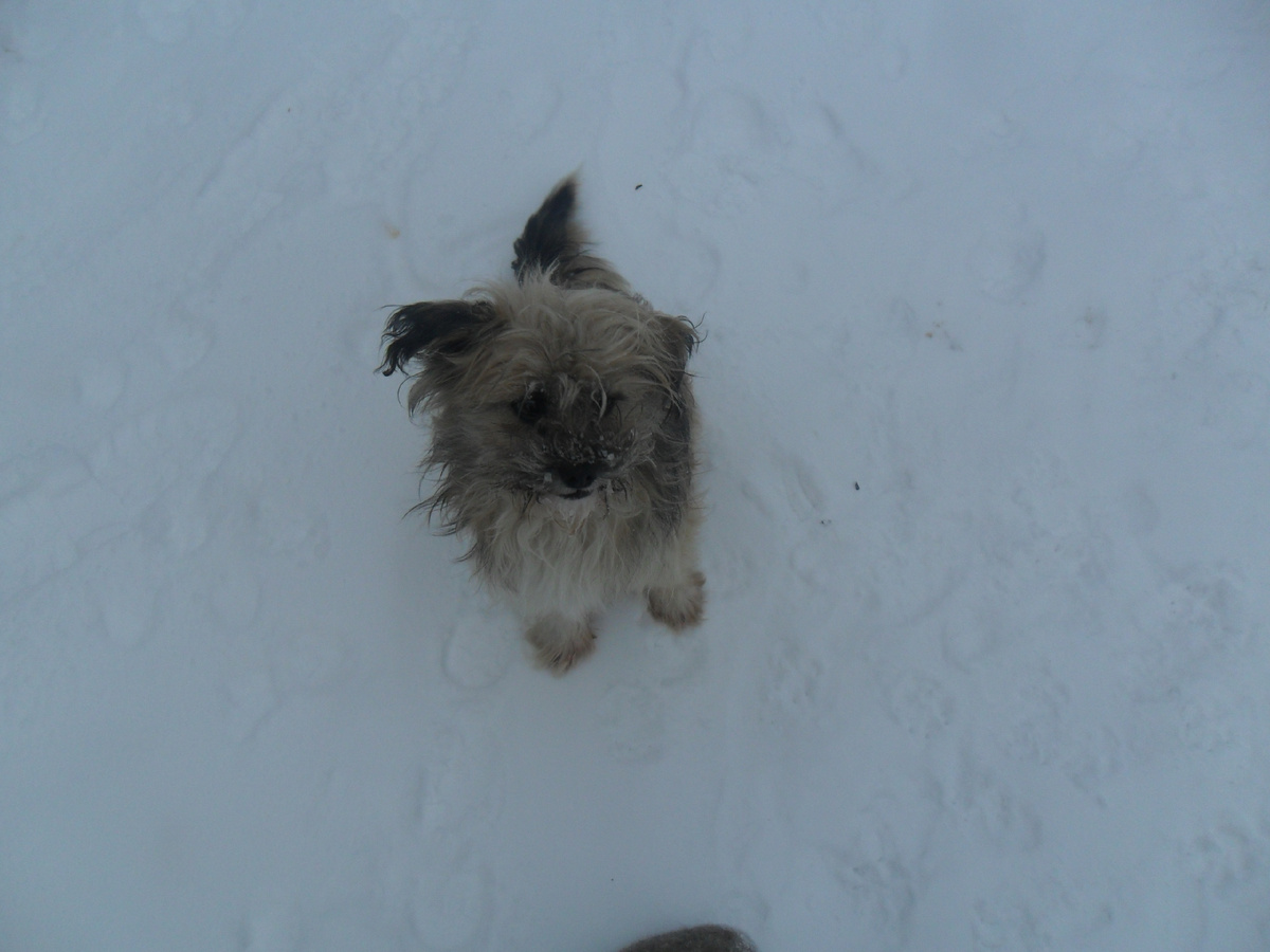 любимая собачка мужа.