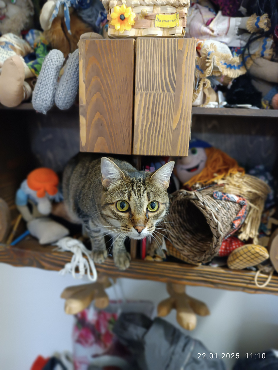 Вот она. Застукана с поличным. Забралась в нашу полку-избушку на курьих ножках и раскидала бабок Ёжек.