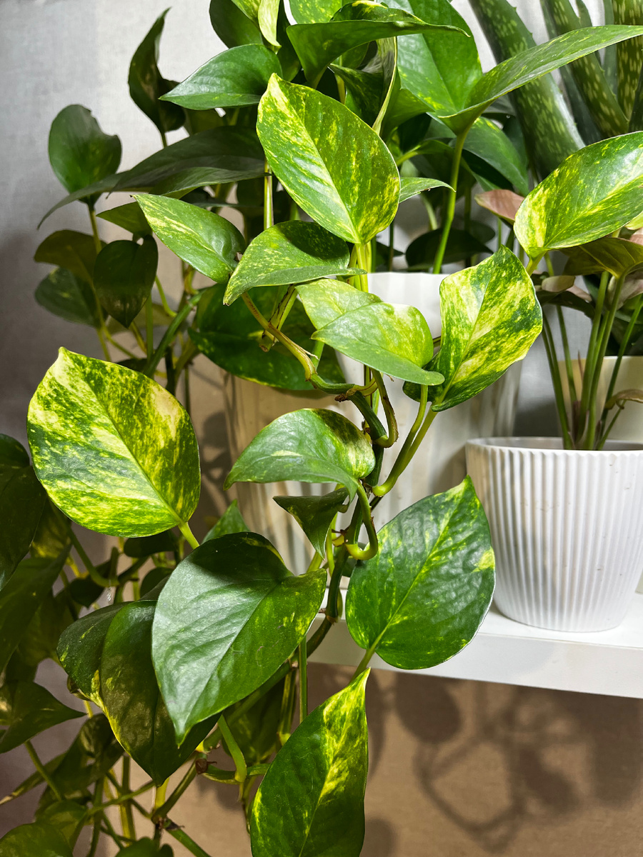 Сциндапсус золотистый