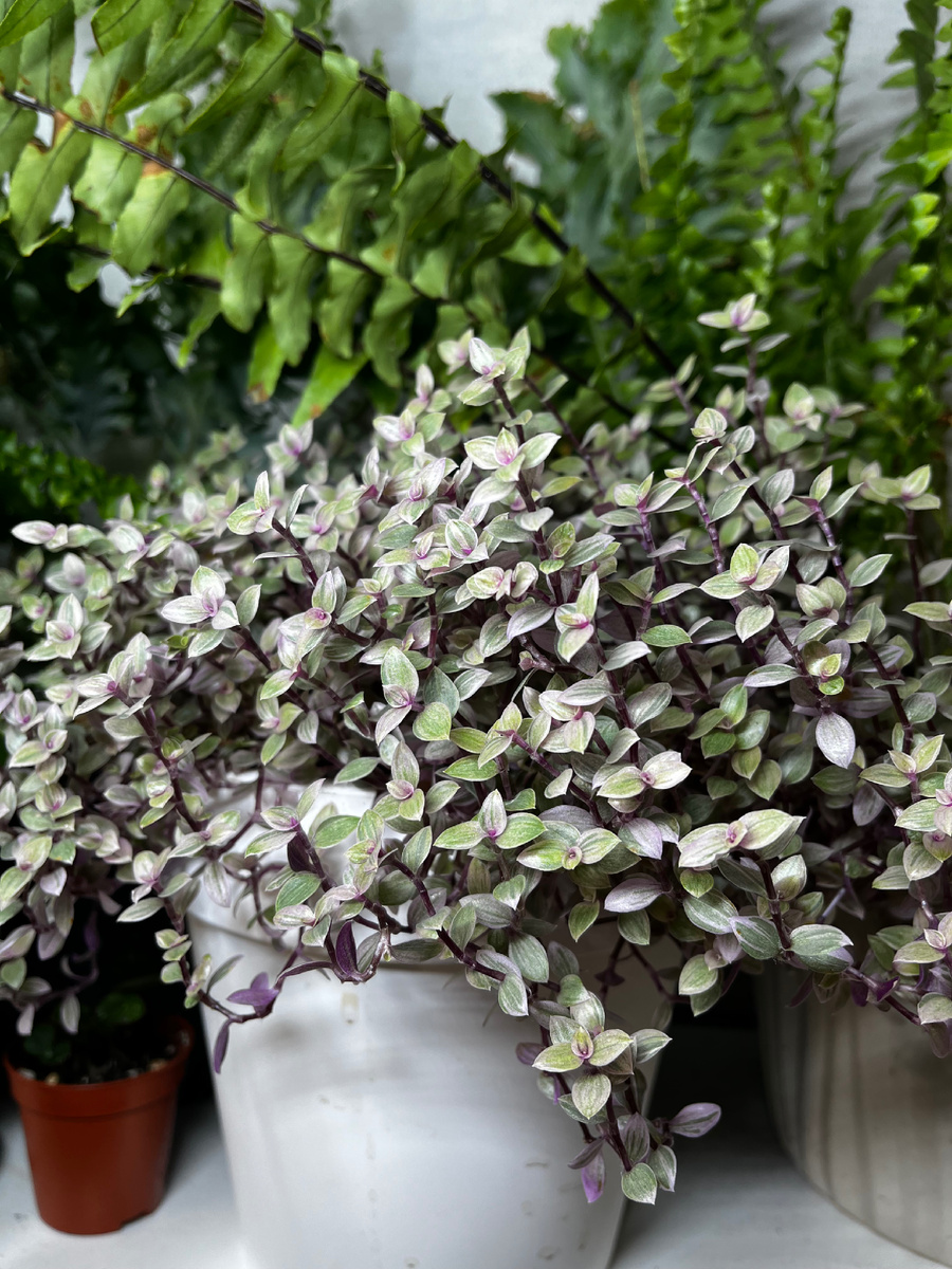 Каллизия розовая пантера