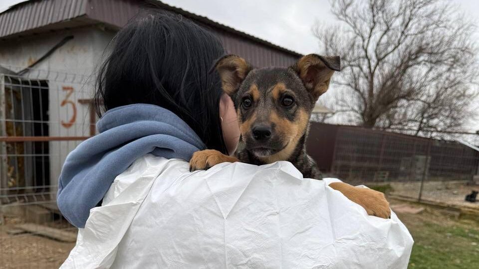     Волонтёры спасают собак, пострадавших от мазута. Фото предоставлено Екатериной Сухаревой