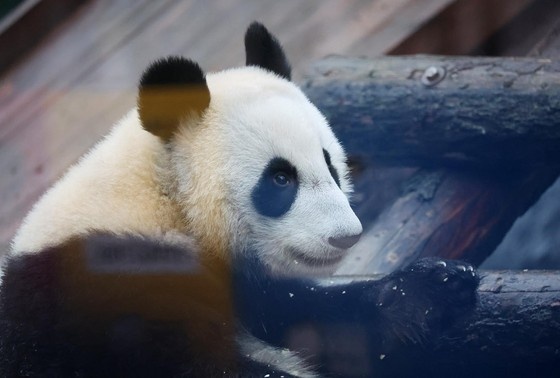    Панда Катюша