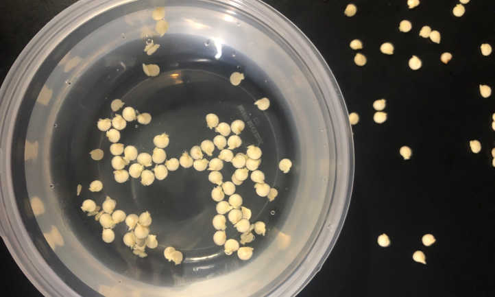 Замачивать семена можно в емкости или просто подержать в тряпочке или марле. пропитанной перекисью водорода.