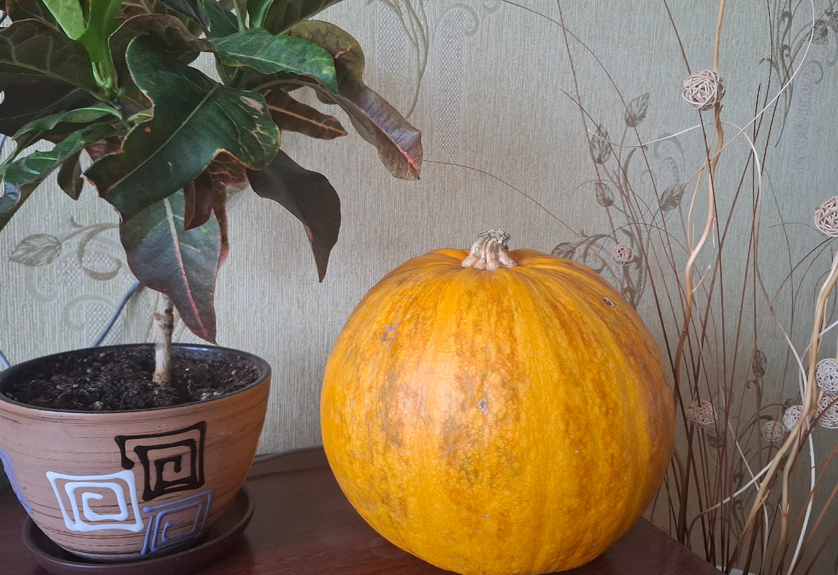 Вот эта тыква. Красивая! Но это ненадолго!