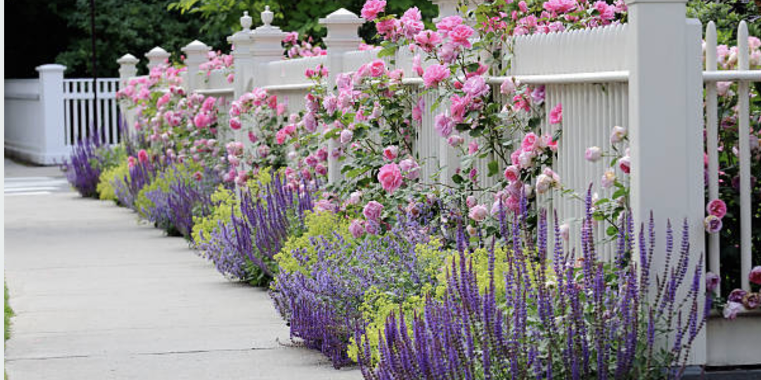 Обзор многолетников непрерывного цветения. Цветут всё лето.