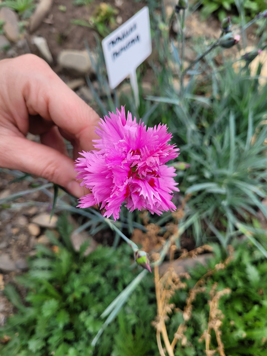 Гвоздика перистая