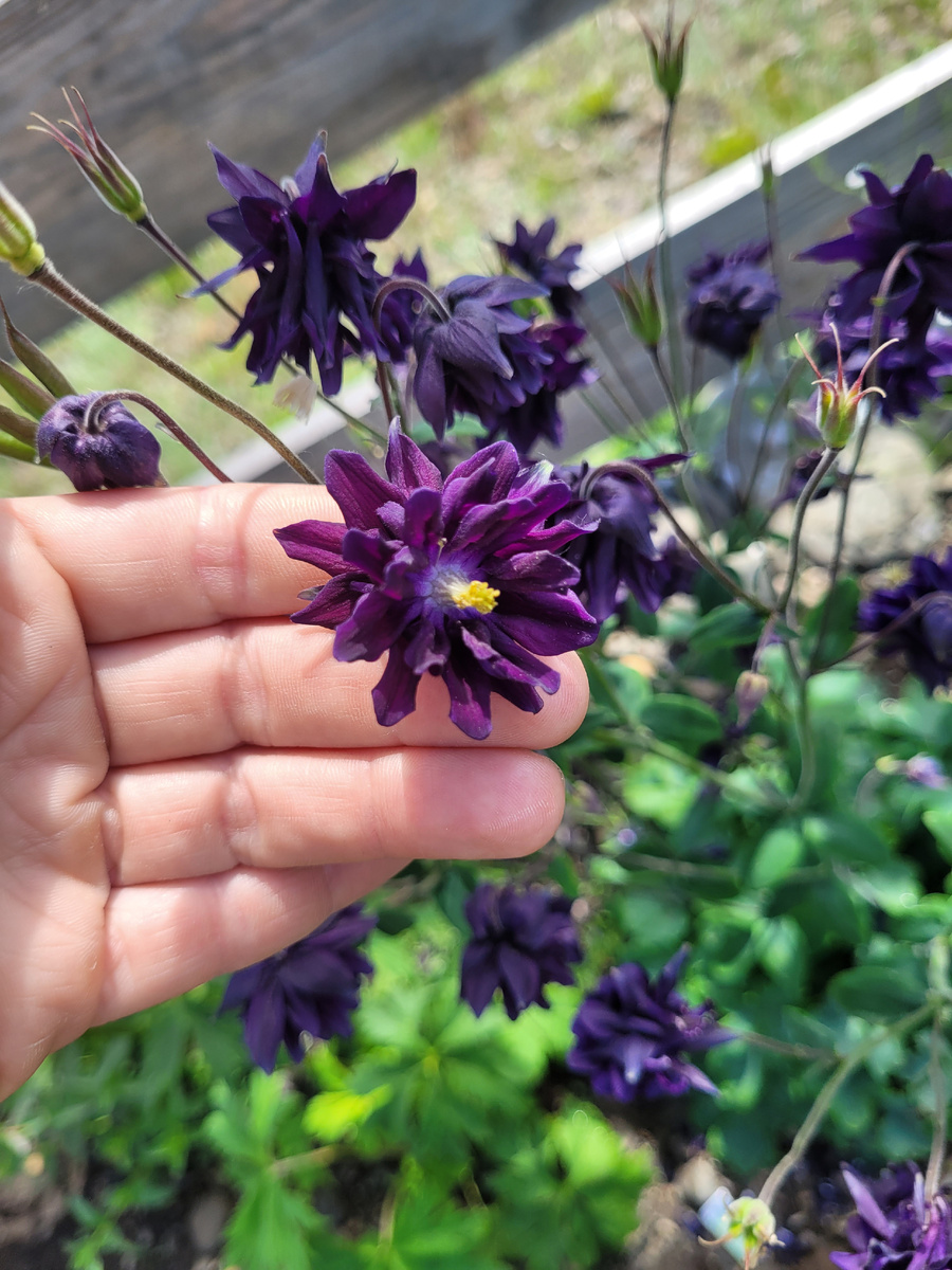 Аквилегия "Башня" темно-синяя