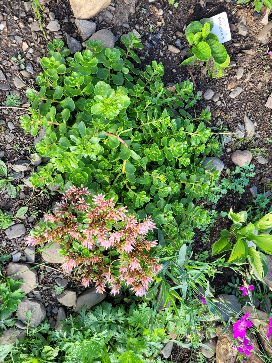 Очиток "Пурпурный ковер" в начале цветения