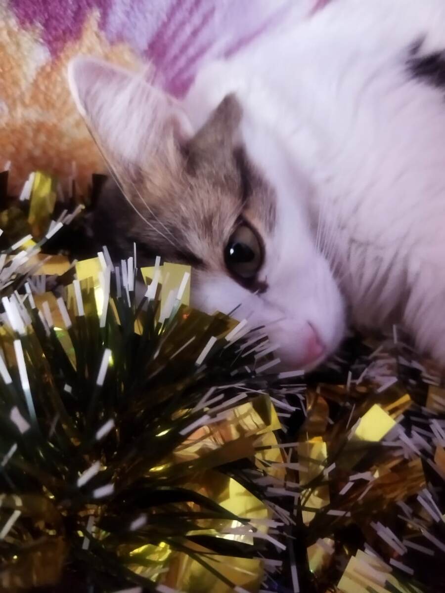 Наш Сенечка - фото автора канла, тобишь Моё