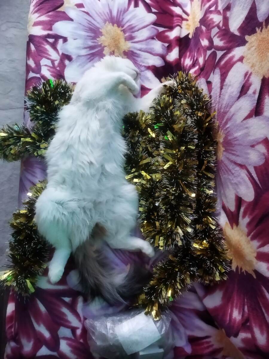 Очень ему нравится мишура)