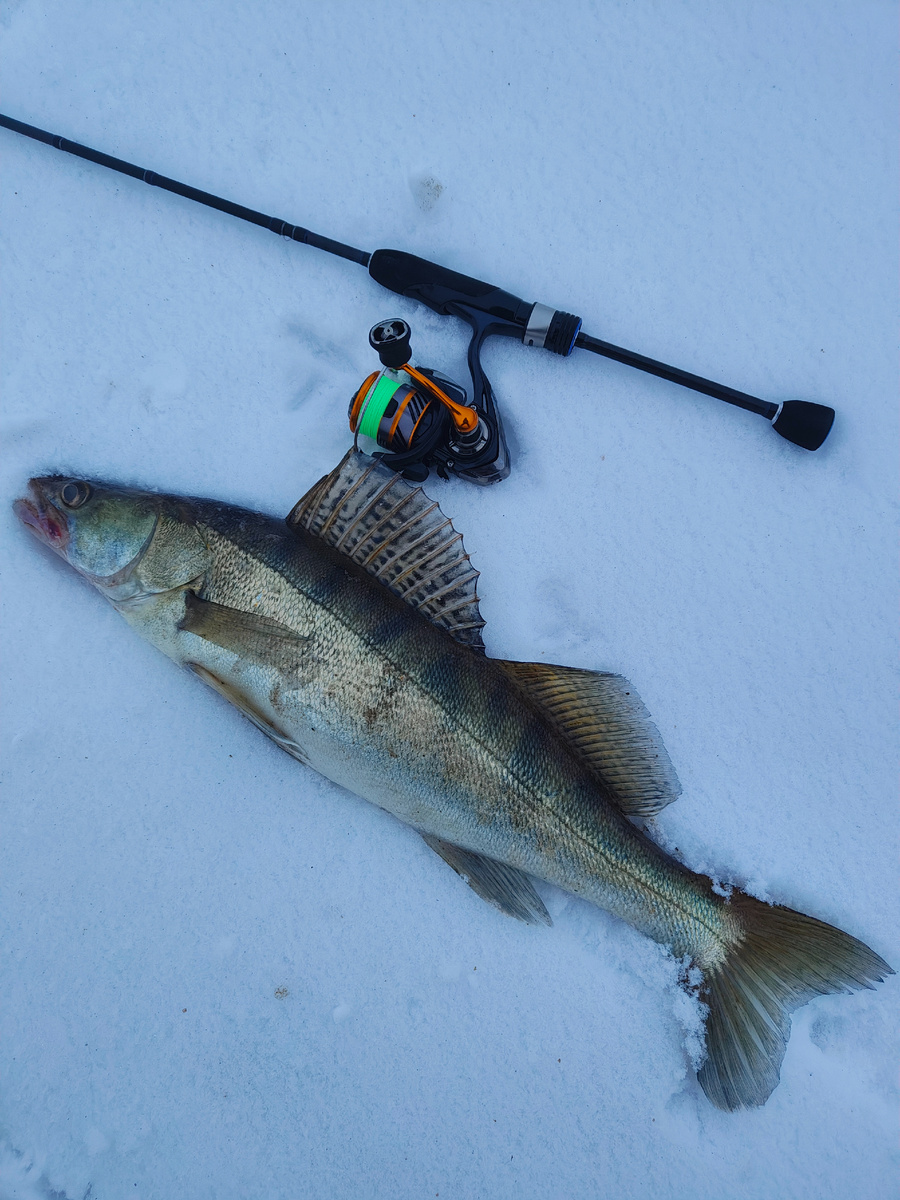 Всем добрый день.Пока по отзывам на форуме рыба не клюет совершенно, я решил все же сгонять на пару часиков перед работой. Вода остыла, настало время мелких приманок. Ставлю джавастика в размере 2дюйма кислотной расцветки. Классическая ступенька иии... Неожиданный резкий удар , захватывающее время борьбы и достойный для ультралайта судак оказывается на берегу. В течении часа ещё 3 клыкастика незачетного размер радуют своим присутствием. Смещаюсь в сторону поля и неожиданный бонус в виде форели сильно поднимает настроение.Позже следует несколько обидных сходов достойных рыб, но настроение испортить они уже не могут.