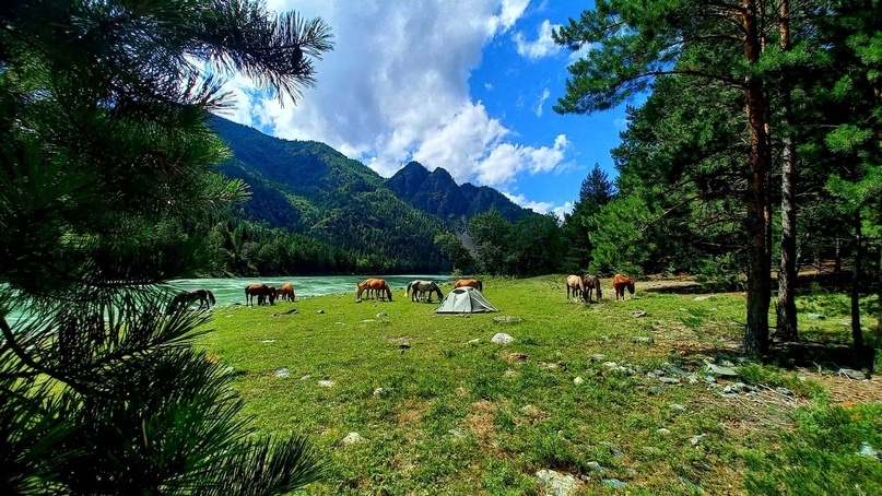 Табуны лошадей тоже порой пасутся у палаток. Не гладьте животных, они могут вас лягнуть!