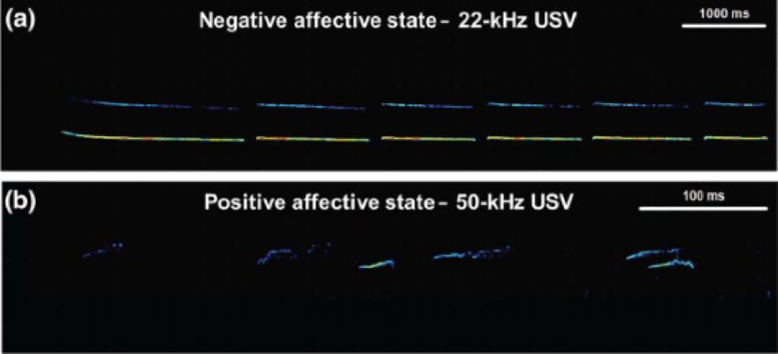 График вокализаций крыс. (а) УЗВ с частотой 22 кГц, испускаемая взрослыми крысами во время реакции страха: после воздействия нескольких пар звукового сигнала и электрического шока. (b) 50 кГц УЗВ, испускаемая парой молодых крыс во время игры. Credit: Markus Wöhr / British Journal of Pharmacology 2021