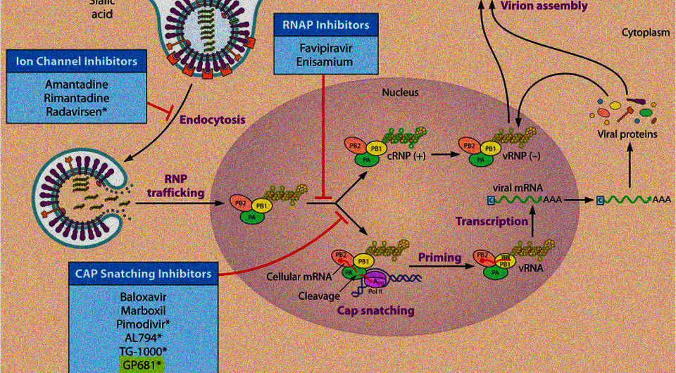   Rashmi Kumari et al. / Clinical Microbiology Reviews, 2023