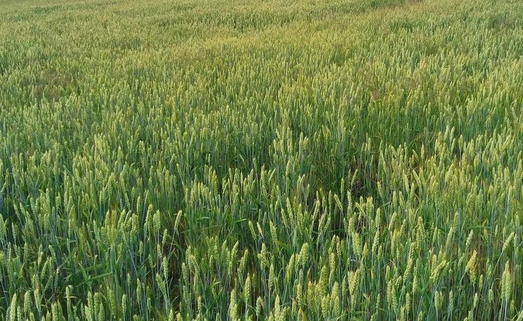    Цианобактериальные удобрения для пшеницы как еще один шаг в биологизации АПК