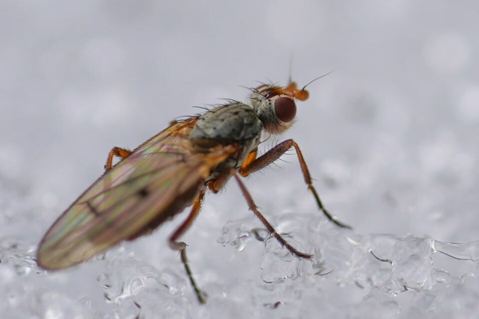    Зимняя прогулка паука и шипокрылок. Источник: Роман Воробьев и Татьяна Клименко