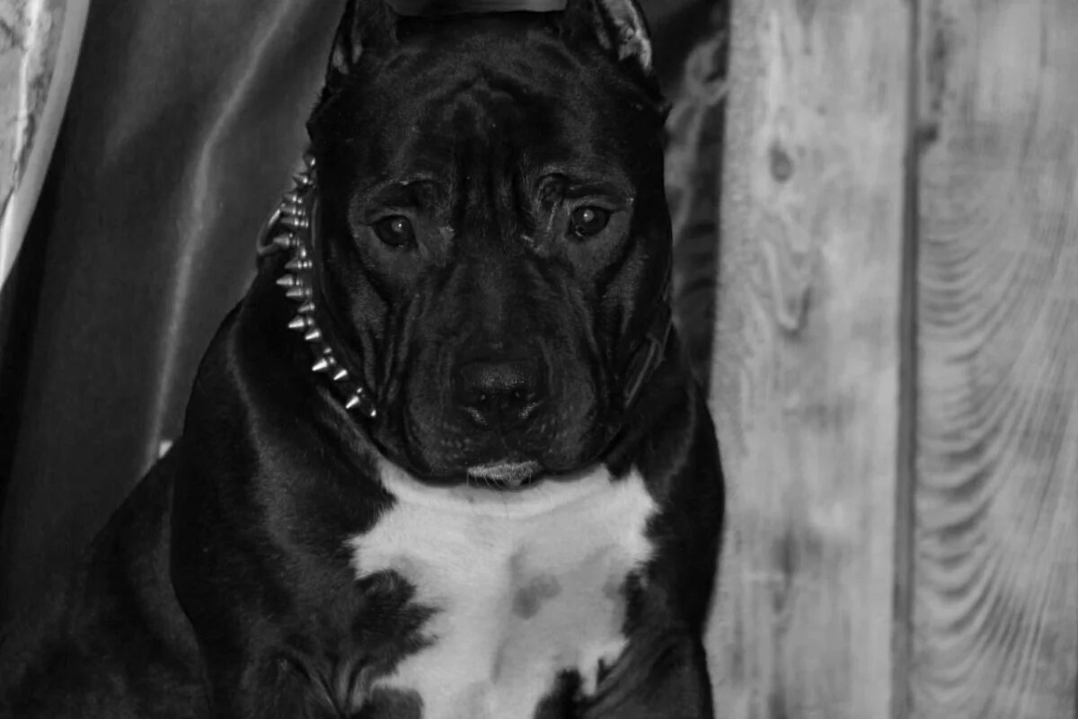    Пес Булат из Владимирской области погиб на СВО от пули в сердце