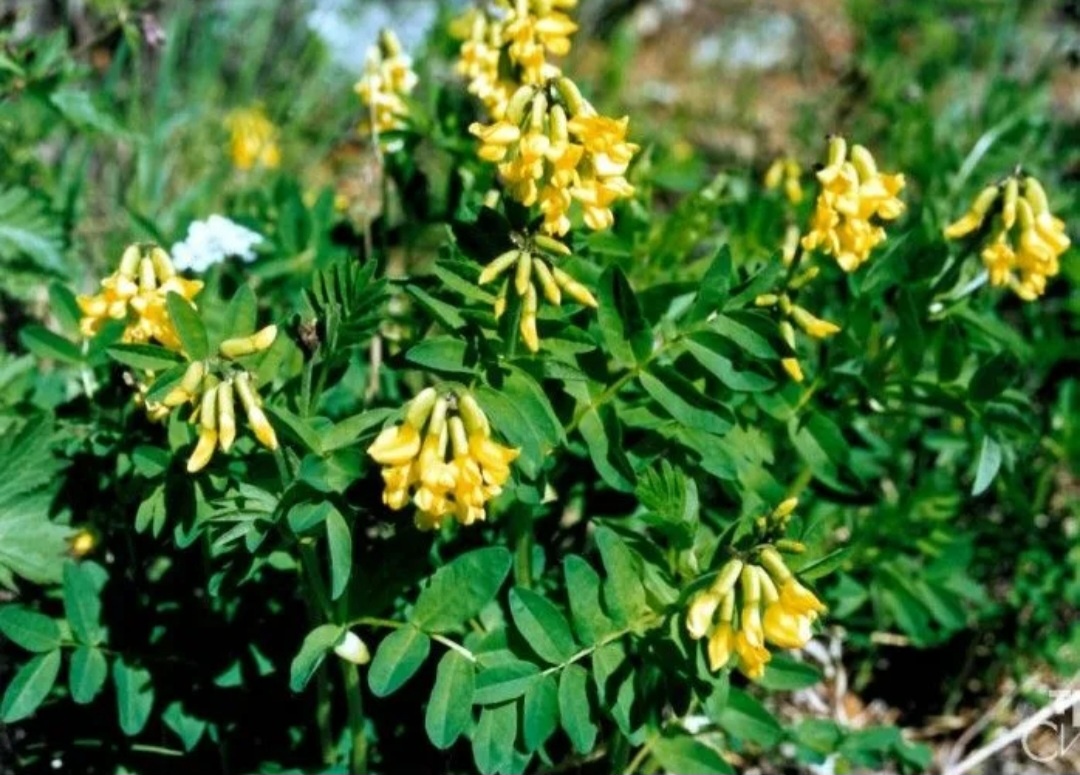 Астрагал. Растение. 