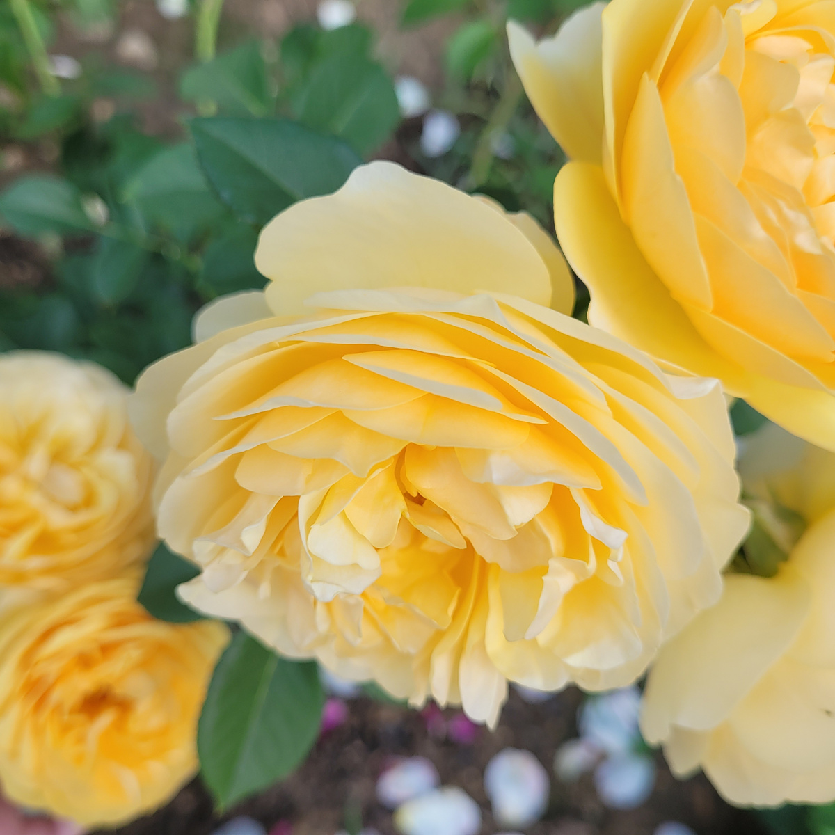 Роза «Грэхам Томас» (Graham Thomas) Фото автора