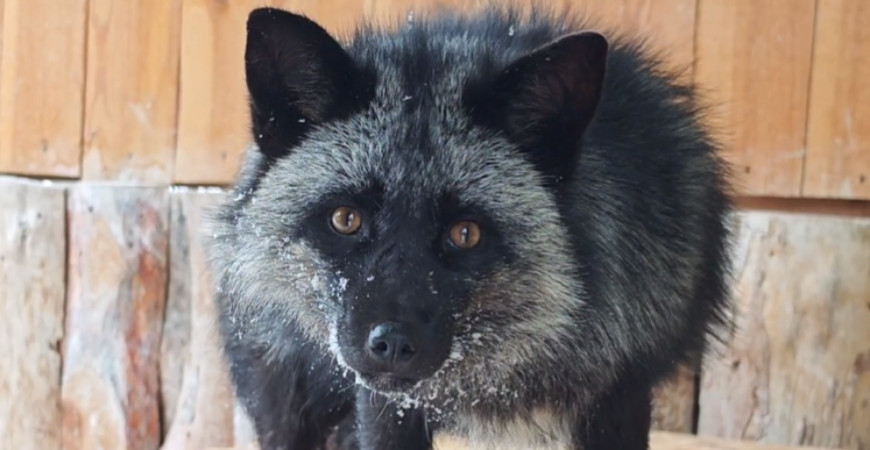    Чернобурая лисичка. Источник: Кадр из видео