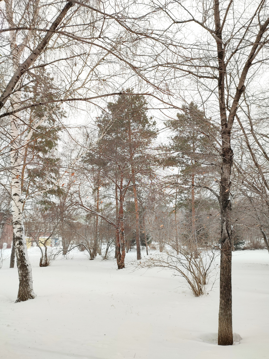 Симпатичный небольшой лесок ☺️