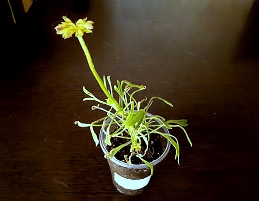 та, что была залита и потеряна. А как бы уже цвела! Но есть замена ей. И это хорошо!