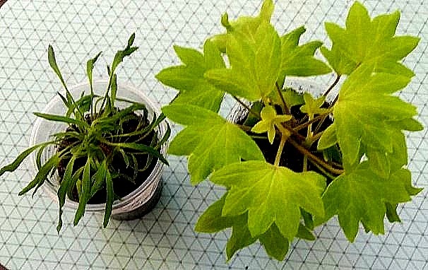 Фото жвух пелапргош, которые прислала мне продавец Авито. Зелёненькие, хорошенькие.