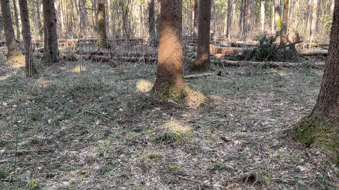  05.04.2024. Фото автора. Саркосомы.