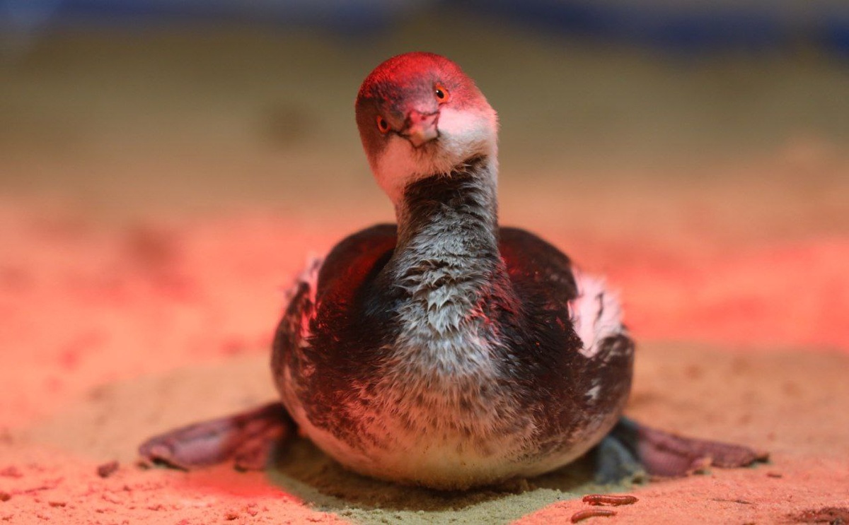 фото: Telegram/Оперативный штаб — Краснодарский Край  📷
