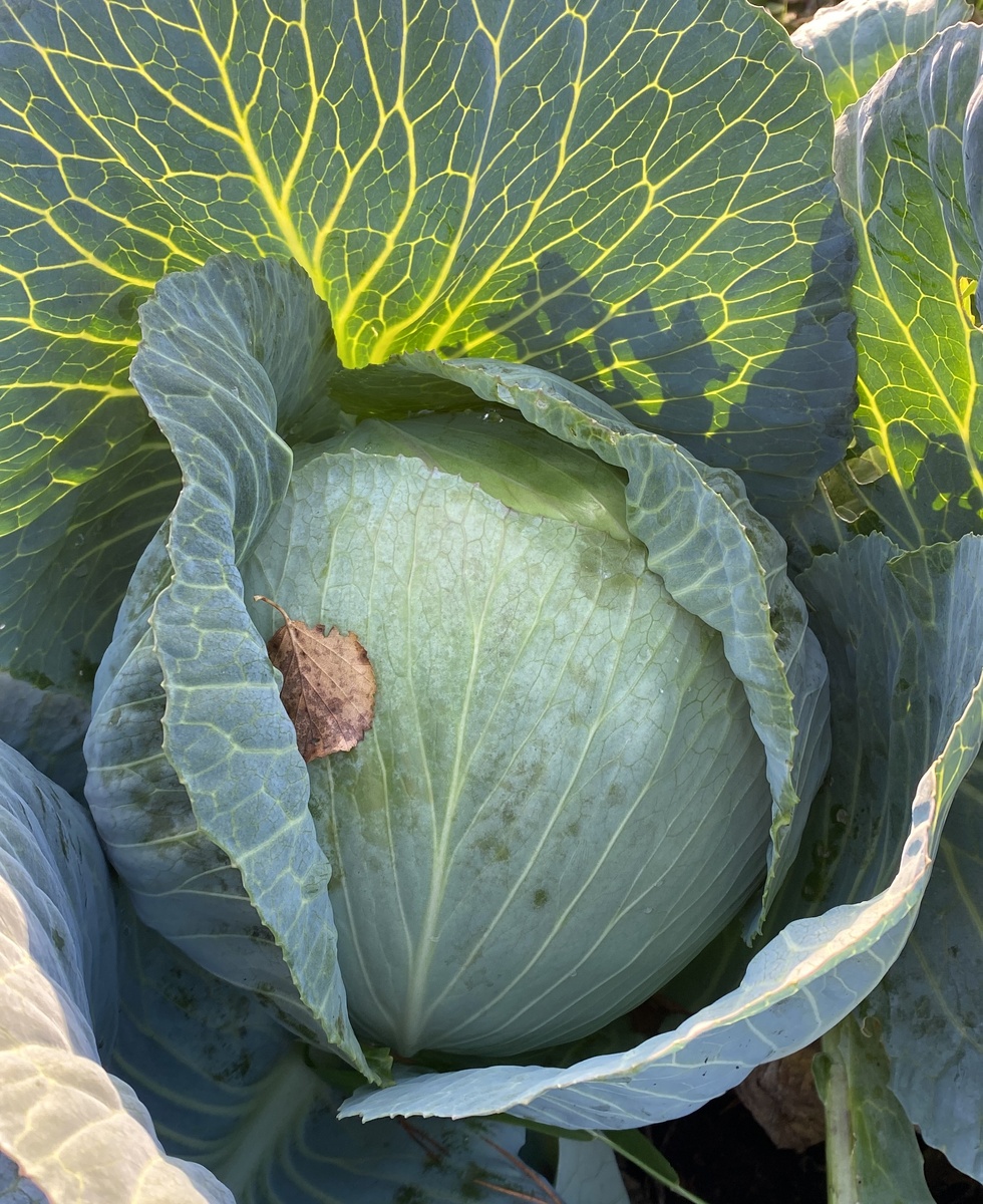 Капуста - это красиво. Белокочанная капуста декоративна уже с первых этапов созревания. Ну а взрослый кочан и вовсе вправе занять центальное место в композиции.