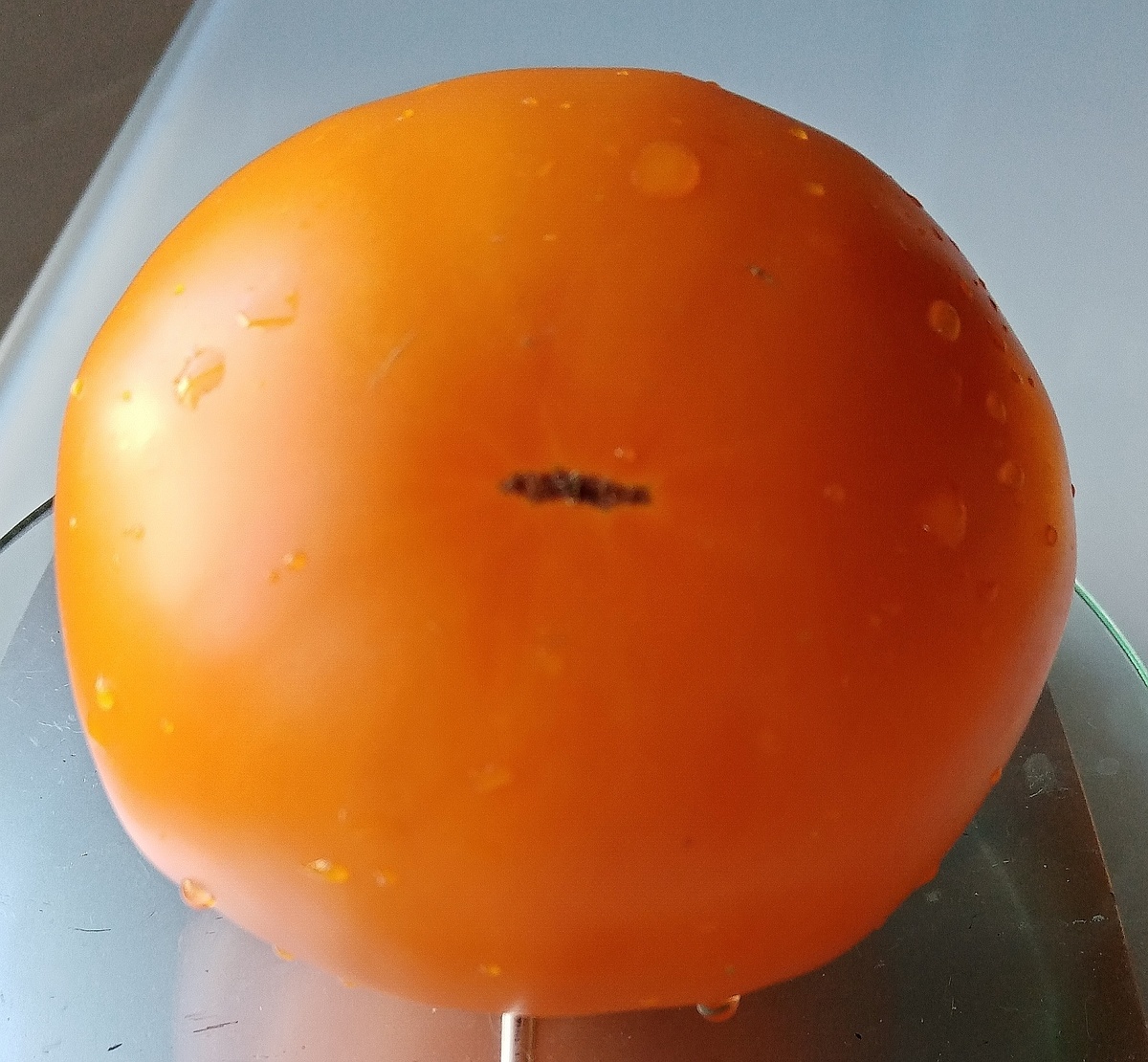 Фото автора. Плод сорта Бочка меда.