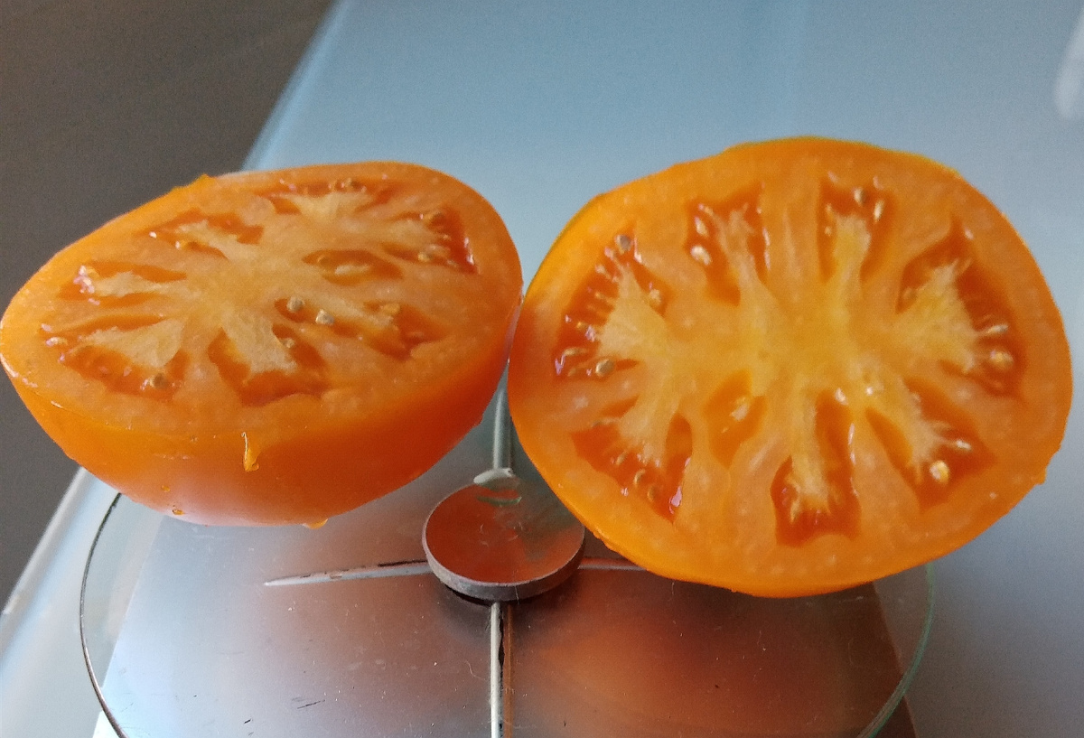 Фото автора. Плод сорта Бочка меда в разрезе.