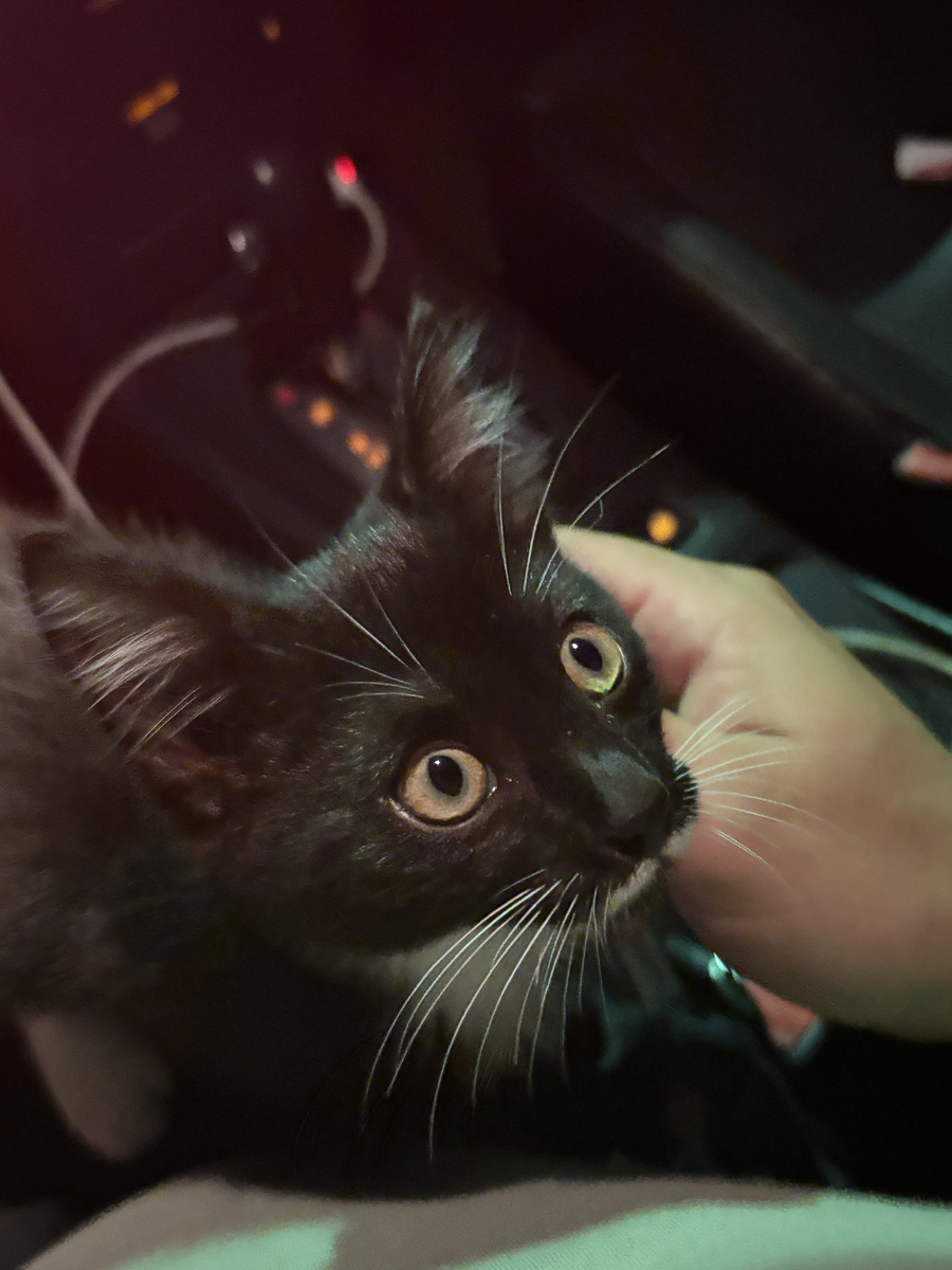 Первое фото найденыша