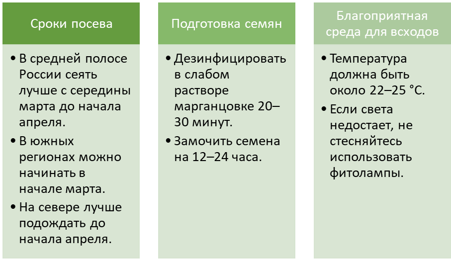 Как вырастить рассаду помидоров