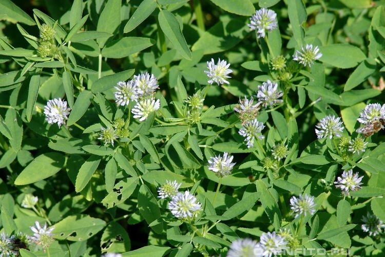 Растение пажитник сенной 