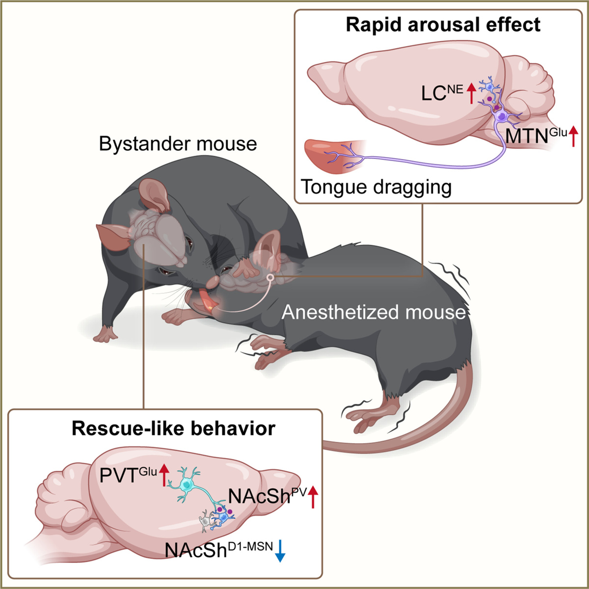 (с) источник