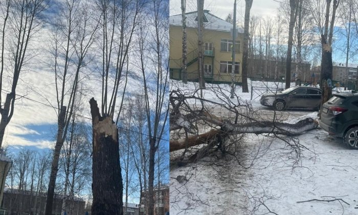 Фото СУ СК России по Новосибирской области.